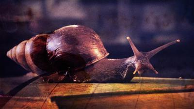 Wunder der Wissenschaft: Staffel 1, Folge 9: Schleimige Invasion und leuchtendes Moos
