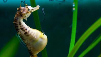 ZDFinfo - die Einzeldokus: Staffel 2018, Folge 273: Der leidenschaftliche Ozean 