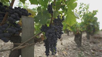 ZDFinfo - die Einzeldokus: Staffel 2021, Folge 145: Wein mit Beigeschmack - Die Tricks der Wein-Industrie