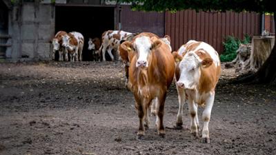ZDFinfo Doku: Die Geschichte der Landwirtschaft: Von der Weide auf den Teller